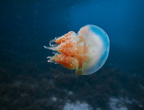 Golden Stingless Jellyfish Swimming in Kakaban Lake Marine Sanctuary Indonesia