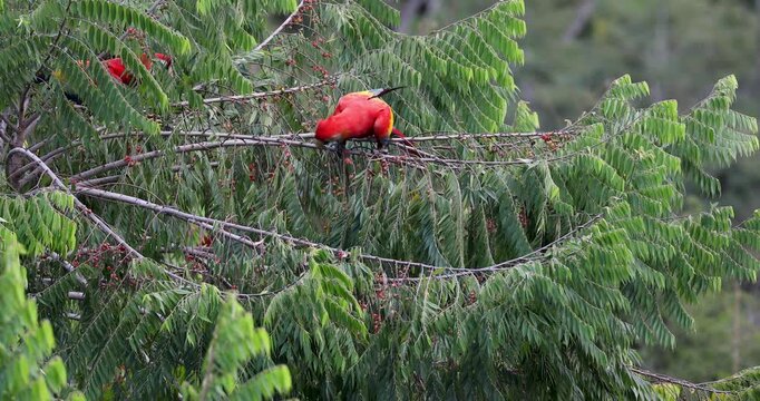 Flock of scarlet macaws feeding on fruits near Red Bank, Belize
