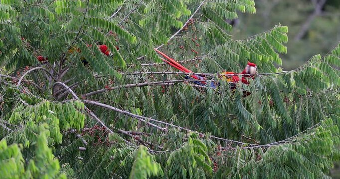 Flock of scarlet macaws feeding on fruits near Red Bank, Belize