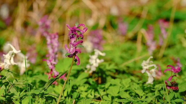 Purple fumitory wildflowers moving softly in breeze, macro nature scene