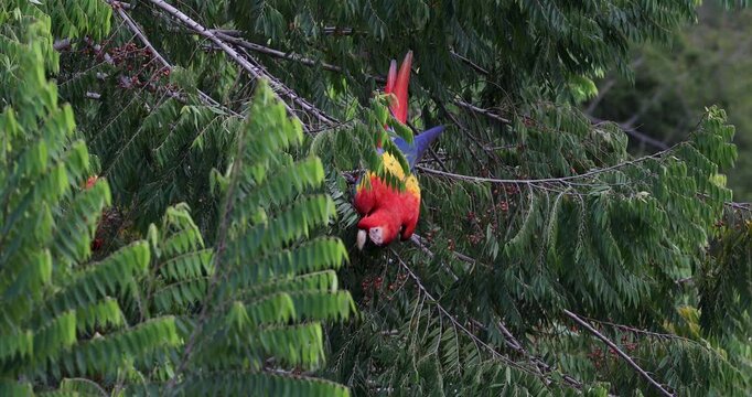Flock of scarlet macaws feeding on fruits near Red Bank, Belize