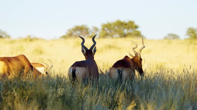 Close up of Red hartebeest  or Cape hartebeest (Alcelaphus buselaphus caama) grazing in the grasslands of Savanah.