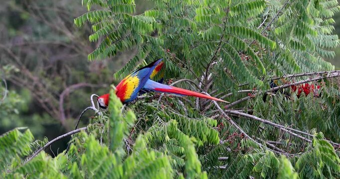 Flock of scarlet macaws feeding on fruits near Red Bank, Belize