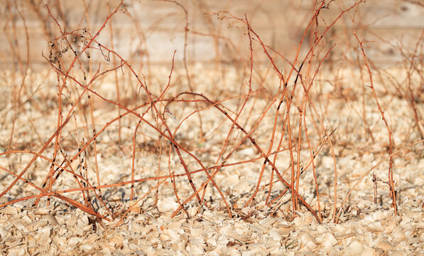 Raspberry Canes in Garden Bed Before Spring