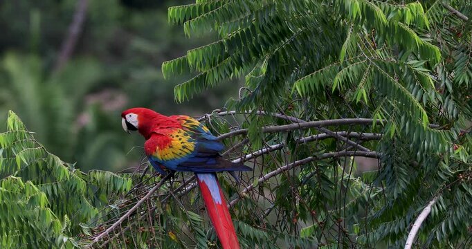 Flock of scarlet macaws feeding on fruits near Red Bank, Belize