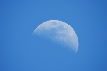 Luna © Steve Fossiant