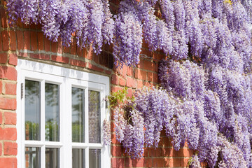 Wisteria plant with flowers growing around a window on UK house