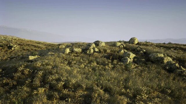 Wildflower ridge dotted with weathered rocks, rough stone outcrops interrupting soft grassy swathes and yellow blooms, rugged texture and earthy tones ideal