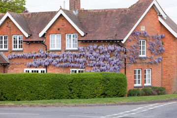 Wisteria tree growing on the wall of an English house, UK
