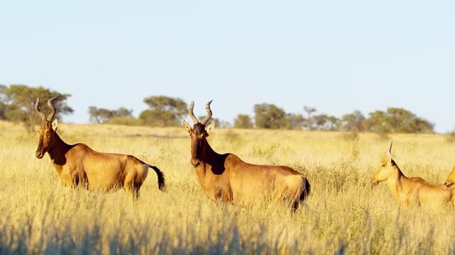 A herd of Red hartebeest  or Cape hartebeest (Alcelaphus buselaphus caama) grazing in the grasslands of Savanah.