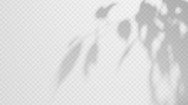 Blurred birch branch shadow overlay isolated on transparent background. Delicate soft foliage silhouette with diffused light effect.