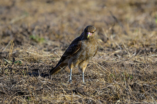 Caracara chimango portrait , La Pampa province, Patagonia , Argentina