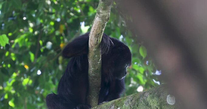 Black Howler Monkey in rainforest of Belize