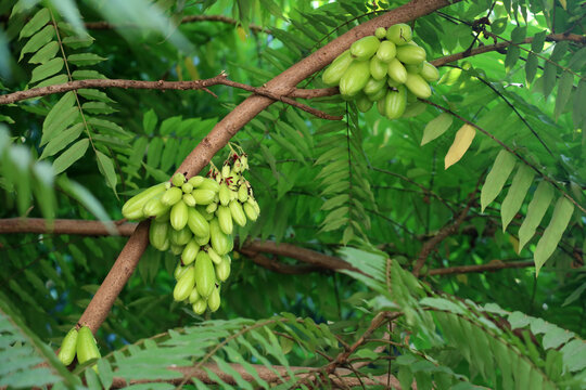 Cluster of Fresh Bilimbi in Lush Green Foliage.