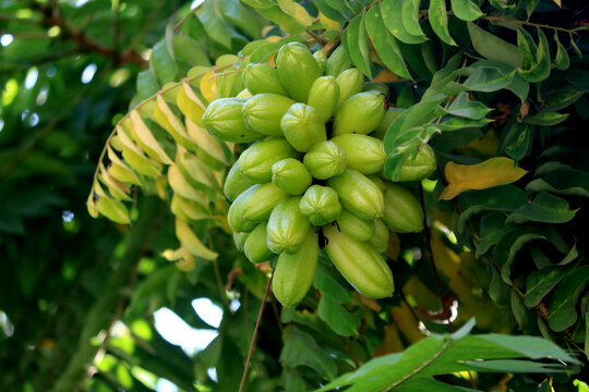 Cluster of Fresh Bilimbi in Lush Green Foliage.