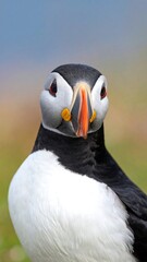 Naklejka premium A close-up portrait of a colorful puffin bird, displaying distinctive features and plumage