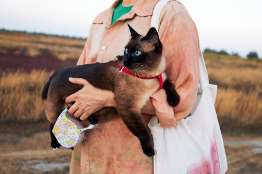 Mekong bobtail cat held by owner outdoors wearing red harness