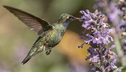 Fototapeta premium Hummingbird Feed from Purple Flower in Gentle Sunlight, Nature Scene