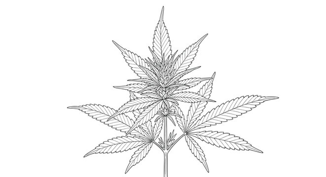 Detailed botanical line drawing of a cannabis sativa plant with its iconic serrated leaves shown in a clean black and white style.