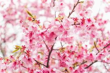 Fototapeta premium 春の雨に濡れた桃色の桜の花46