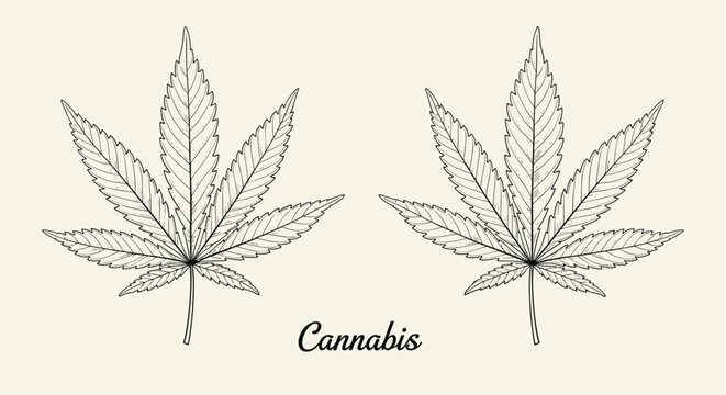 Detailed botanical illustration of two symmetrical cannabis leaves with central text on a light beige vintage background.