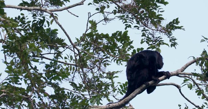 Black Howler Monkey in rainforest of Belize