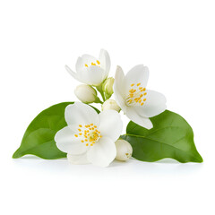 Fototapeta premium Closeup of beautiful white jasmine flowers with green leaves isolated on white background 7.