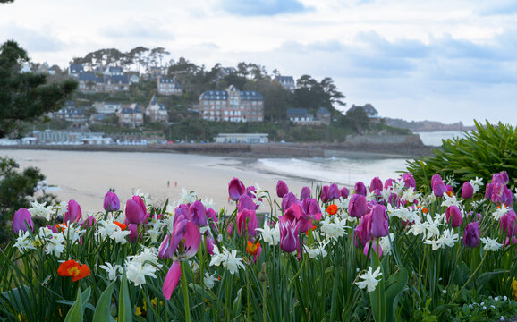 Jolis parterres de tulipes au-dessus de la plage Trestraou &agrave; Perros-Guirec en Bretagne - France