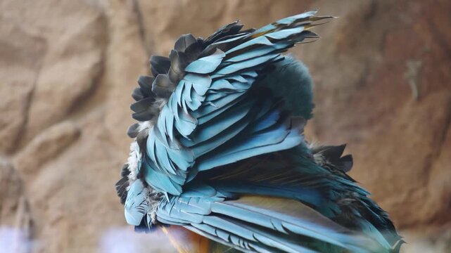 Colorful parrot preens its feathers, showcasing vibrant blue and yellow plumage, while perched against a textured rock background in a natural habitat setting