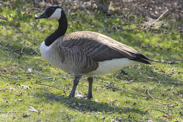 Fototapeta premium Close-up side view of a goose in a natural outdoor setting