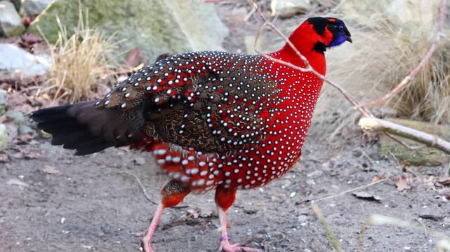 Colorful bird with red and black plumage walks through rocky terrain, displaying vibrant feathers and unique patterns in a natural outdoor setting