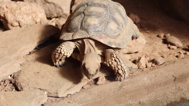 Tortoise slowly moves across rocky terrain, showcasing its textured shell and limbs while navigating the natural environment in a close-up view