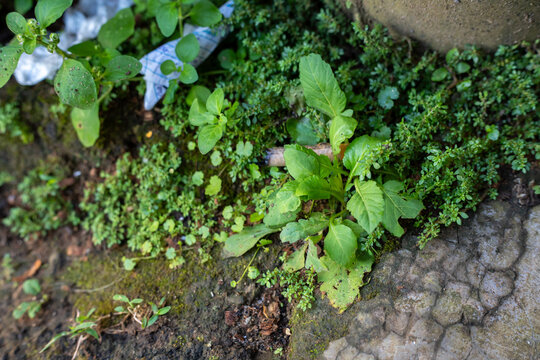 Small Green Weeds Growing Beside a Concrete Edge