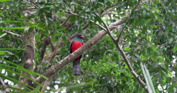 Collared trogon in the rainforest of Belize