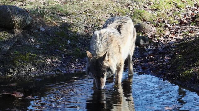 Gray wolf bends down to drink water from a small pond surrounded by rocks and fallen leaves in a natural outdoor setting during daylight hours