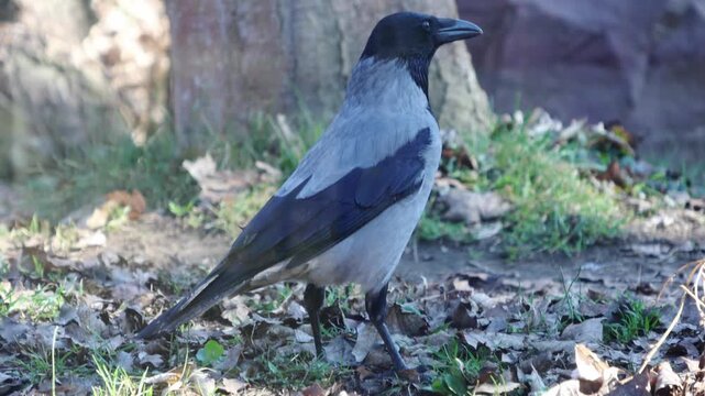 Crow forages on the ground, pecking at leaves and searching for food, while another crow observes nearby in a natural outdoor setting