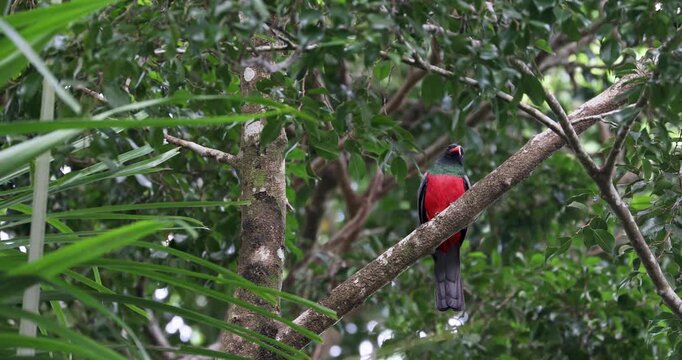 Collared trogon in the rainforest of Belize