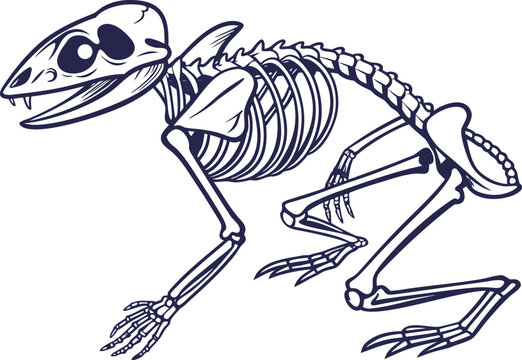 Frog Skeleton Anatomy Scientific Illustration. Amphibian Skeleton Bone Structure Study. Frog Bone Structure Biology Concept. Frog Skeleton Detailed Anatomy Study. Amphibian Anatomy Skeleton Education