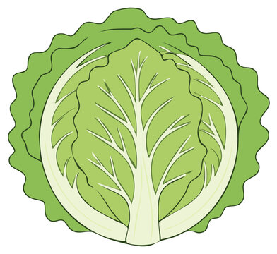 Stylized illustration of a fresh green cabbage cut in half showing the leaves