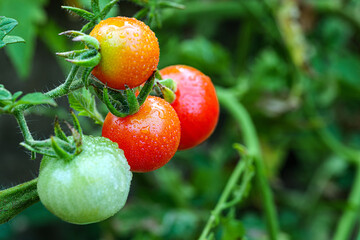 Fresh Red Tomatoes Growing on vine with droplets on Organic Garden © NARONG