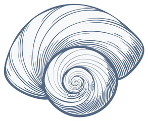Obraz premium Illustration of a Seashell with Intricate Patterns and Swirling Spiral Shape, Engraved Seashell Graphic