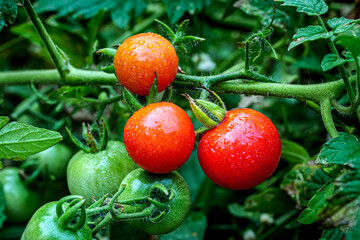Fresh Red Tomatoes Growing on vine with droplets on Organic Garden © NARONG