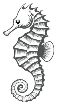 Detailed black and white illustration of a seahorse with a coiled tail