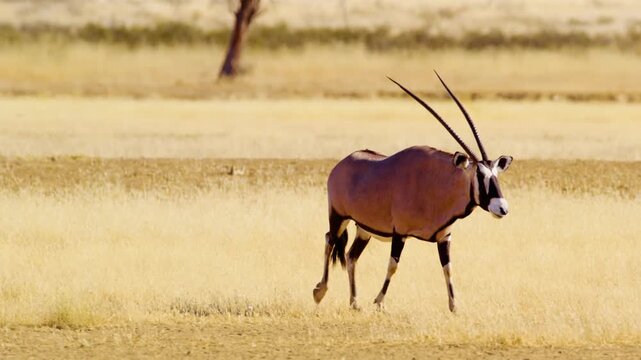 Gemsbok (Oryx gazella) standing with a bird in the Savanah