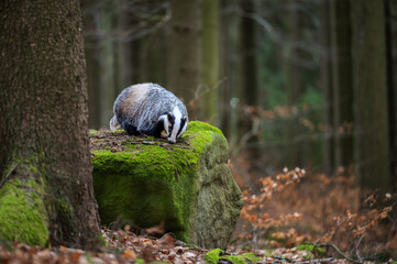 European badger (Meles meles) foraging in the autumn forest litter © Rudolf