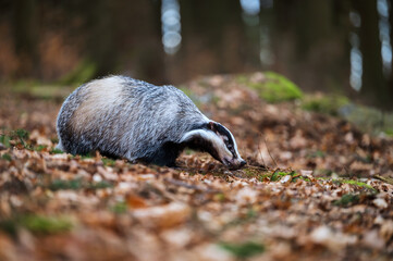 European badger (Meles meles) foraging in the autumn forest litter © Rudolf