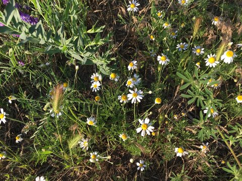 Mayweed, daisies or chamomiles mixed with false barley, vetch (Vicia) purple flowers and other plants amidst thick green grass bending under wind on hot sunny summer day; horizontal closeup photo