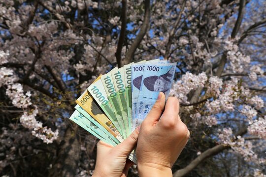 South Korea won cash. Currency of South Korea - hand holding used banknotes. Korean money. Cherry blossoms in background.