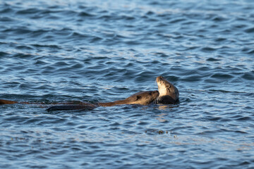 Obraz premium Two otters are swimming in the water, one is grooming the other. This is a common behavior for otters to maintain their fur.