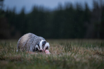 European badger (Meles meles) feeding on animal carcass in a field 
